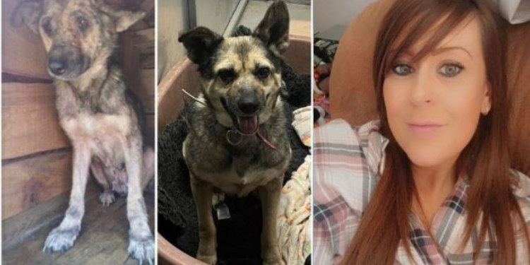 Ayağı kırılan ve hasta olan sokak köpeği “Poppy” Zonguldak’tan Londra’ya gitti